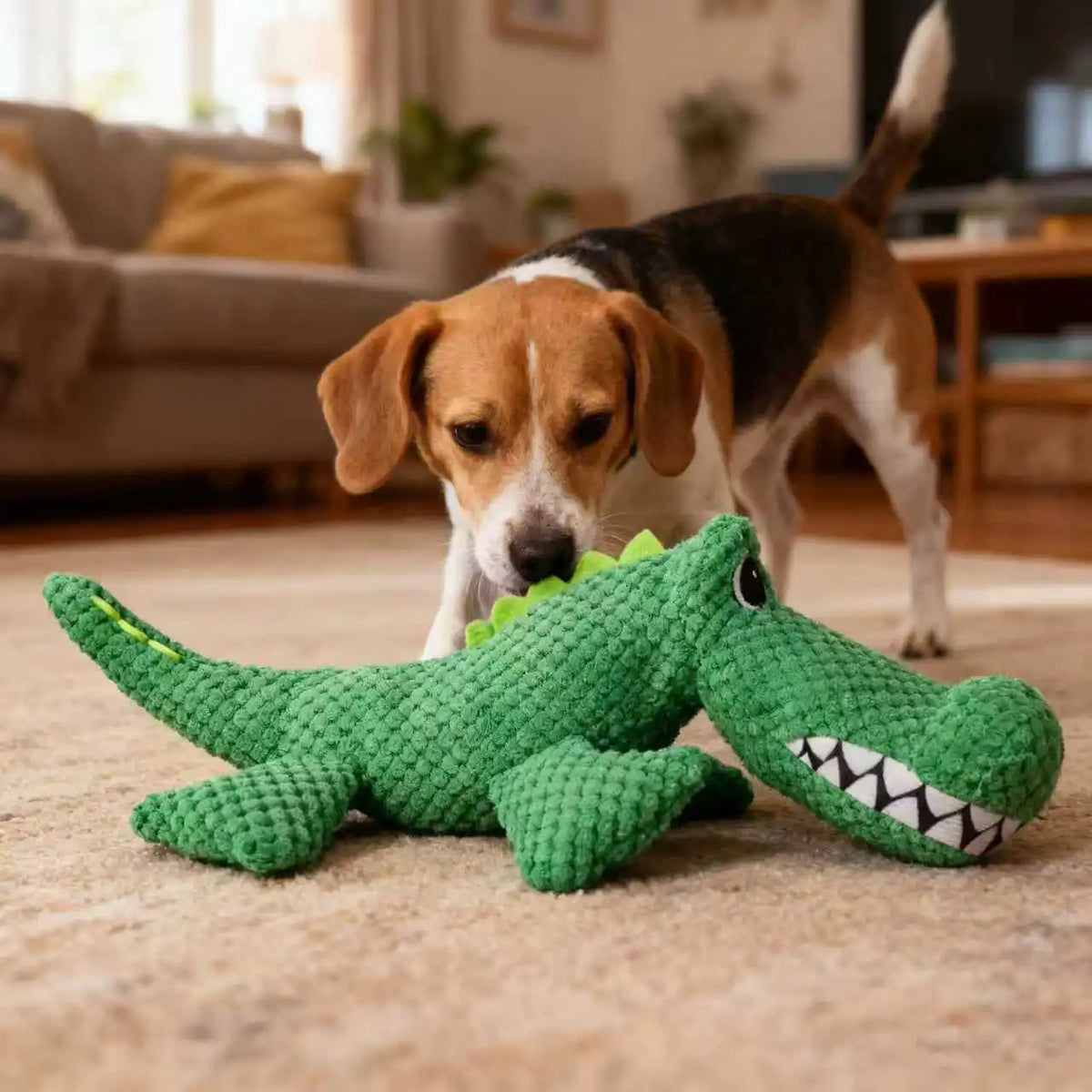 Chien beagle jouant avec une peluche crocodile verte AventureCanine en tissu résistant avec couineur intégré