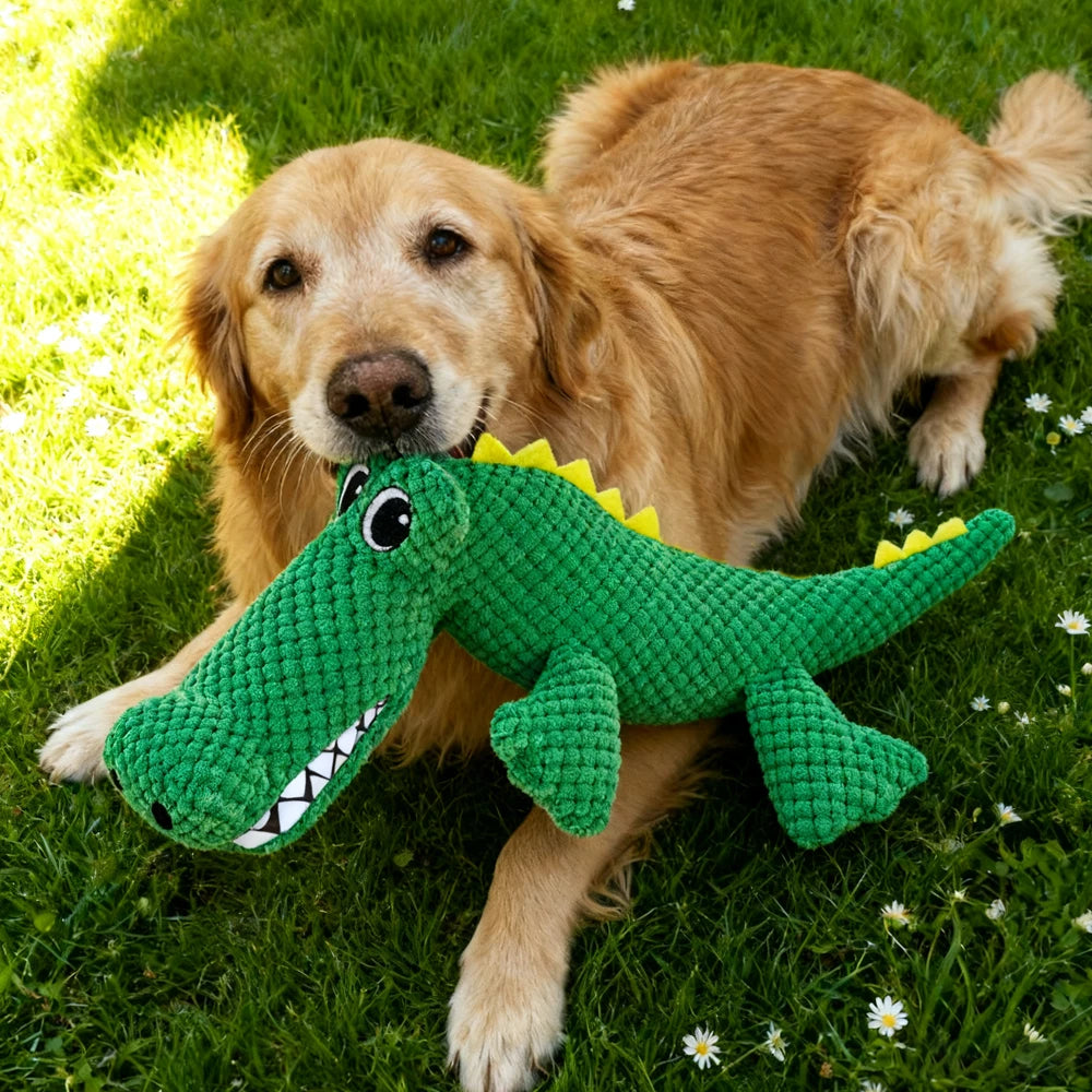 Chien golden retriever jouant avec une peluche crocodile verte AventureCanine sur une pelouse ensoleillée