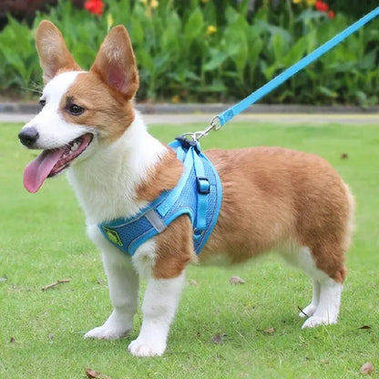 Harnais petit chien gilet - bleu