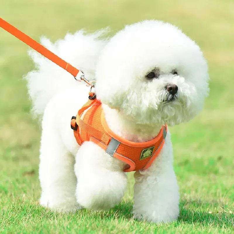 Harnais petit chien gilet - orange