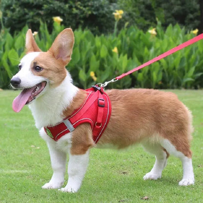 Harnais petit chien gilet - rouge