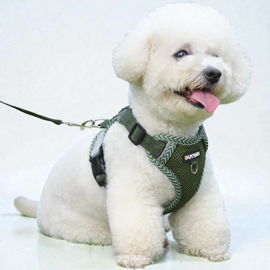 Harnais petit chien Bichon Frisé