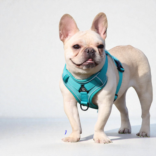 Harnais petit chien Bouledogue Français