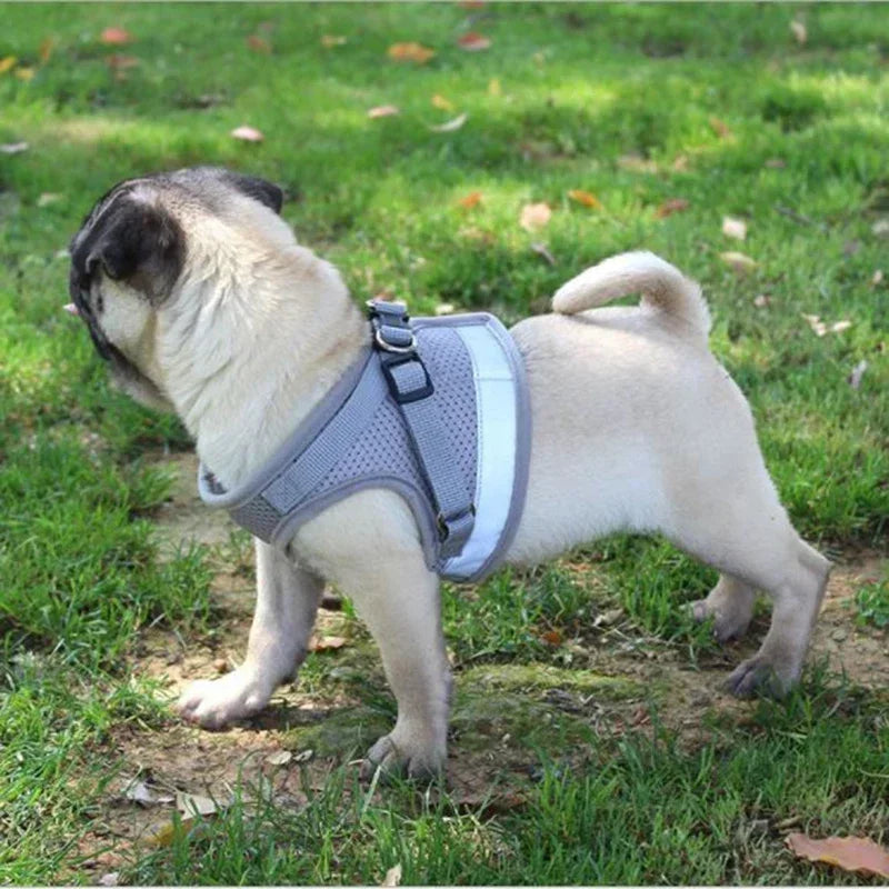 Harnais petit chien Carlin