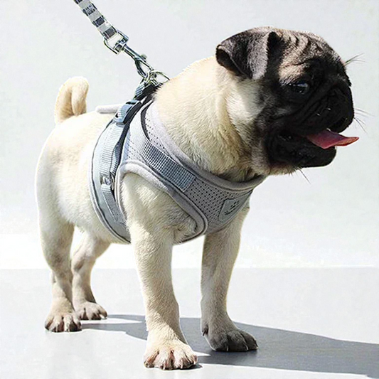 Harnais petit chien Carlin